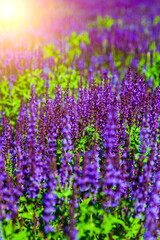 Fototapeta premium Beautiful lilac lavender flowers close-up.
