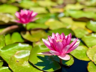 Pink water lily in fountain at Mission San Juan Capistrano 