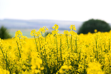 Obraz premium Close up detail of blooming yellow rapeseed plants in agricultural farm field in spring.