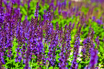 Fototapeta premium Beautiful lilac lavender flowers close-up.