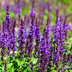 Beautiful lilac lavender flowers close-up.