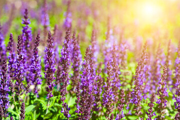 Beautiful lilac lavender flowers close-up.