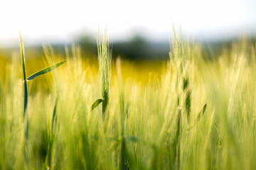 Close up detail of green wheat heads growing in agricultural field in spring.