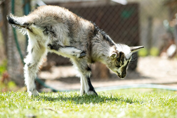 Young kid goat on farm yard in sunny summer day.