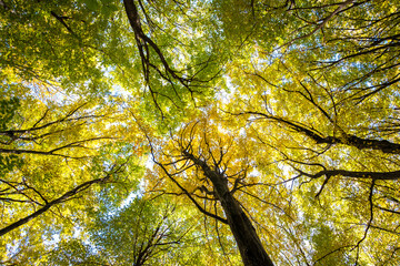 Perspective from down to up view of autumn forest with bright orange and yellow leaves. Dense woods with thick canopies in sunny fall weather.