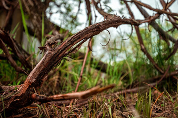Tree roots on plant background