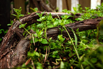 Tree roots on plant background