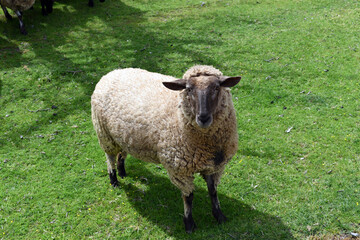 Fototapeta premium Large sheep isolated side view