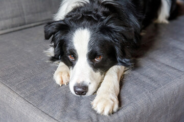 Funny portrait of cute smiling puppy dog border collie on couch indoors. New lovely member of family little dog at home gazing and waiting. Pet care and animals concept.