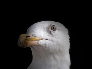 Seagull 