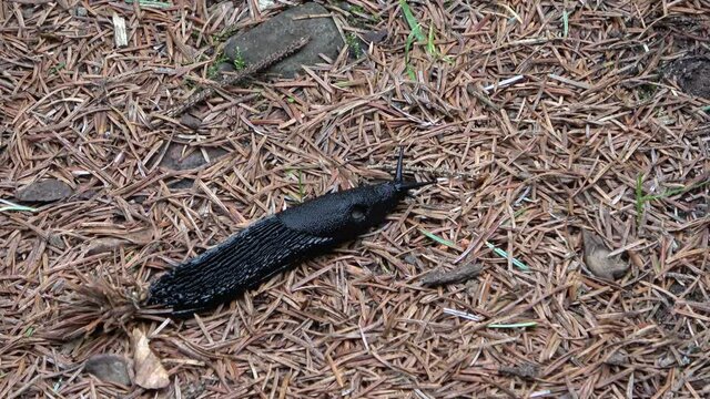 Close up view at a black arion ater slug moving slowing over a forest ground with lots of needles attached