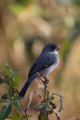 blackbird on a branch