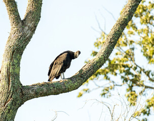 A Black Vulture Glares at the Camera as it Perches on a Branch.