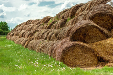 Large bales of hay are stacked in large piles on the field. The concept of animal feed, harvest storage, harvesting in agriculture.