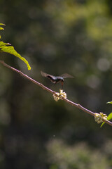 bird on a branch