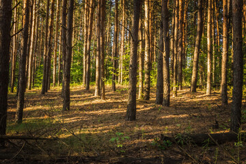 forest landscape. the pine forest in Sunny day