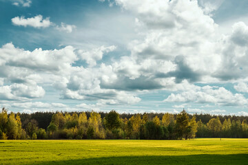 Fototapeta premium Beautiful summer landscape green field forest and blue sky.