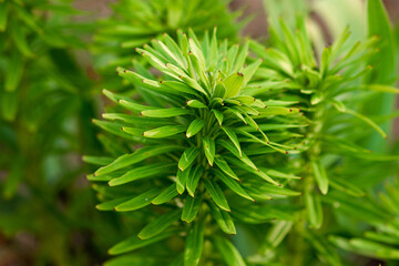 Creative floral green background, green leaves background. Copy space.