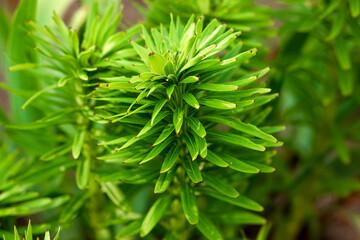 Creative floral green background, green leaves background. Copy space.