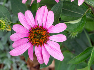 detail of a pink rudbeckia flower with blurred background