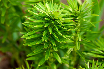 Creative floral green background, green leaves background. Copy space.
