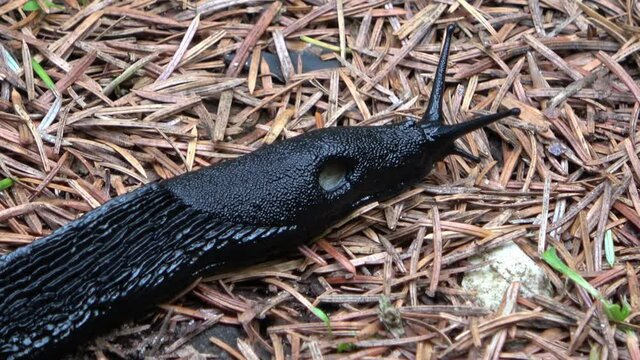 Close up view at a black arion ater slug moving slowing over a forest ground with lots of needles attached