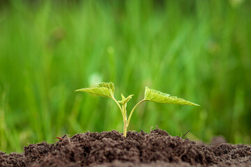 A green sprout breaks out of the ground against the backdrop of greenery. Business concept, new beginning, new life. Copy space.