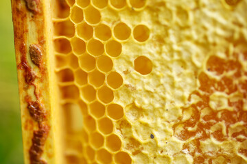 yellow sealed cells on the frame. Honey frame with mature honey. Wooden small frame with honeycombs...