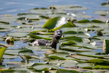 A picture of a pied-billed grebe swimming among lily pad leaves.　　　　　Vancouver BC Canada
