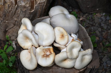
Edible oyster mushrooms lie on a wooden log, being a delicacy.