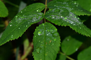 Raindrops on rose leaves