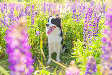 Outdoor portrait of cute smiling puppy border collie sitting on grass violet flower background. Little dog with funny face in sunny summer day outdoors. Pet care and funny animals life concept