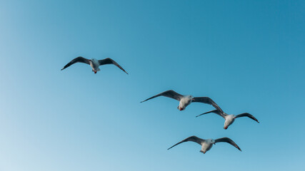seagulls in flight