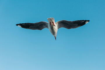 seagull in the sky