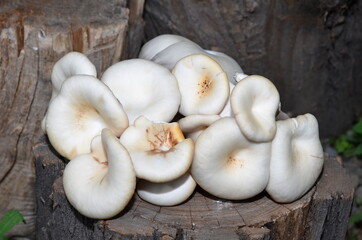 
Edible oyster mushrooms lie on a wooden log.