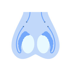 Reproductive system concept