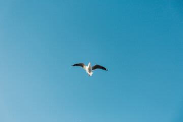 seagull flying in the sky