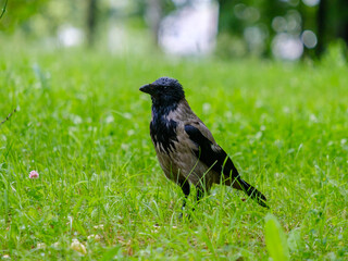 Selective focus on a gray raven holding corn sticks in its beak. Golden crispy airy treat for a wild bird. Corn sticks are scattered in the grass. Coopy space.