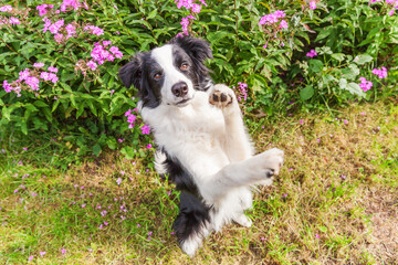 Outdoor portrait of cute smiling puppy border collie sitting on grass flower background. New lovely member of family little dog jumping and waiting for reward. Pet care and funny animals life concept.