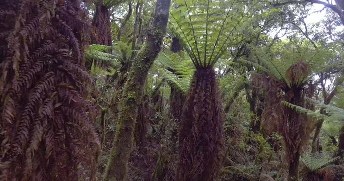 Forest of Giant Fern Trees with Green Leaves that Give Shadows Because of their Huge Magnitude in Samaipata, Santa Cruz / Bolivia