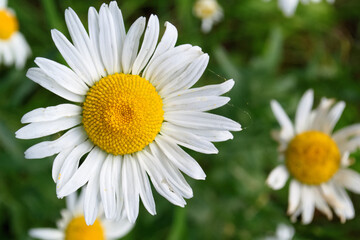 Obraz premium Camomile close-up on a blurry background, summer photo