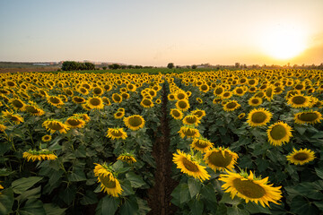 Obraz premium Campo de cultivo de girasoles al atardecer en verano