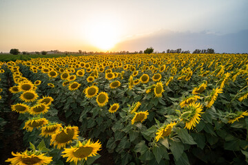 Obraz premium Campo de cultivo de girasoles al atardecer en verano