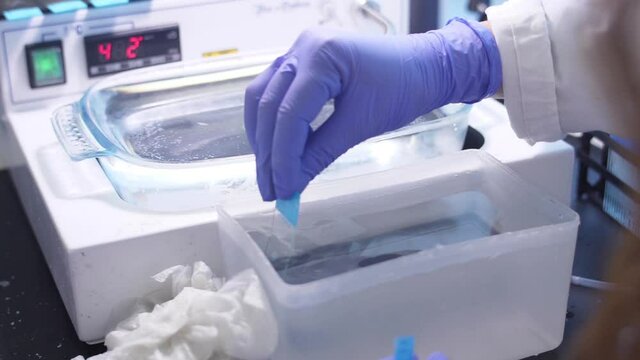 paraffin section being mounted on a microscope slide laboratory slow motion
