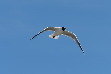 Lachmöve im Flug vor blauem Himmel bei sonnigem Wetter - Stockfoto