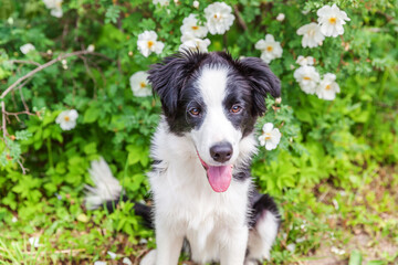 Outdoor portrait of cute smilling puppy border collie sitting on park or garden flower background. New lovely member of family little dog on a walk. Pet care and funny animals life concept.
