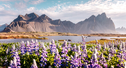Wonderful sunny day and blooming lupine on the field. Stokksnes cape, Vestrahorn Mount, Iceland,...