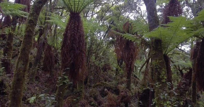 Forest of Giant Fern Trees with Green Leaves that Give Shadows Because of their Huge Magnitude in Samaipata, Santa Cruz / Bolivia