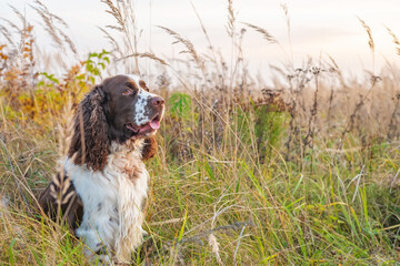 The gun dog sits in the wild grass autumn field. English springer spaniel Breeds