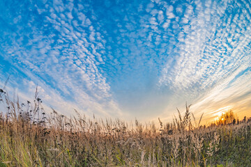 Prairie landscape with grasses, meadows, trees and a bright blue sky with white clouds.
